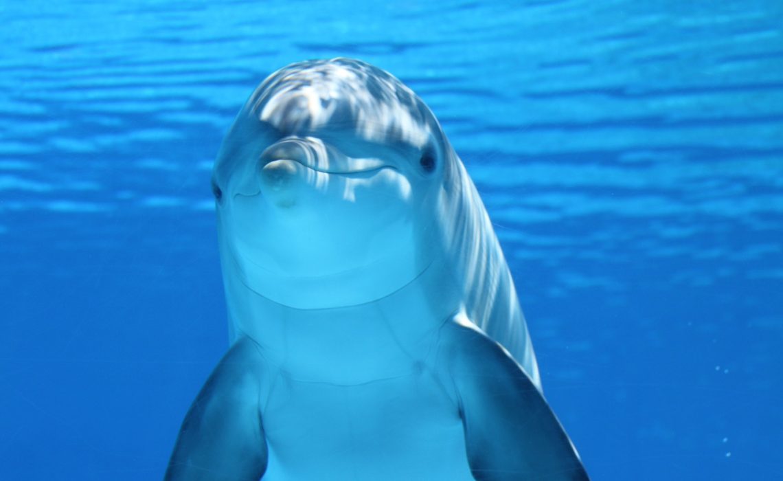 Delfin under vatten