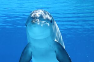 Delfin under vatten